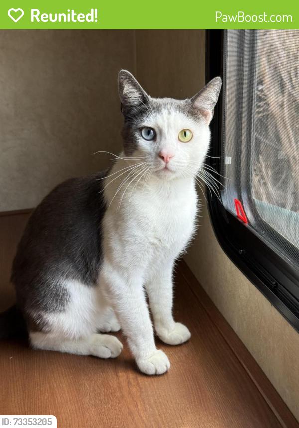 Reunited Male Cat last seen Near Huston St, North Hollywood, CA 91601, USA, Los Angeles, CA 91601