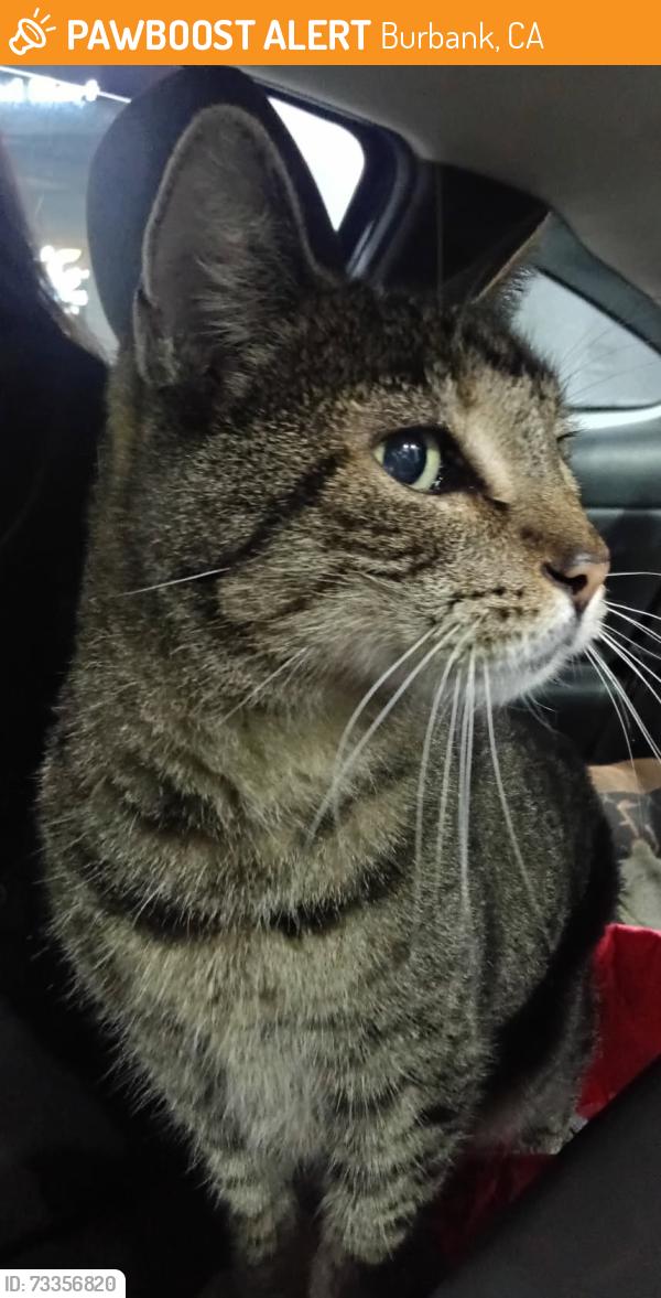 Found/Stray Unknown Cat last seen Keystone and Magnolia, Burbank, CA 91505