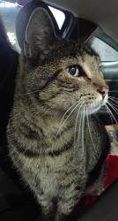 Found/Stray Unknown Cat last seen Keystone and Magnolia, Burbank, CA 91505