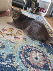 Lost Male Cat last seen Beeler, Aurora, CO 80011