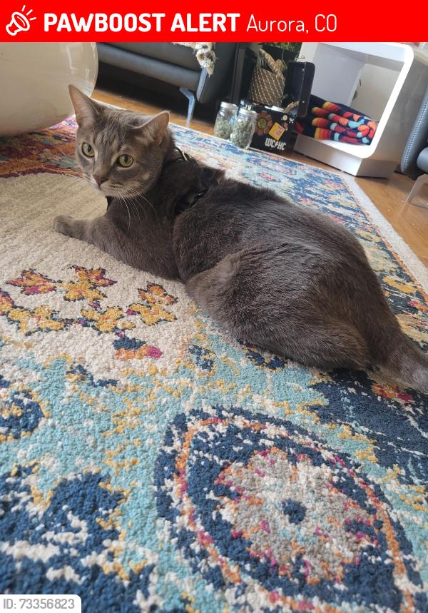 Lost Male Cat last seen Beeler, Aurora, CO 80011