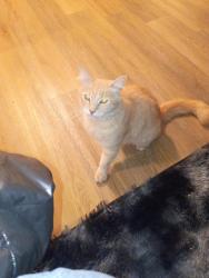Found/Stray Unknown Cat last seen Laurel Canyon Blvd and Roscoe, Los Angeles, CA 91352