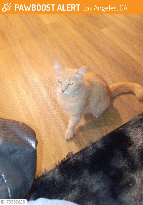 Found/Stray Unknown Cat last seen Laurel Canyon Blvd and Roscoe, Los Angeles, CA 91352