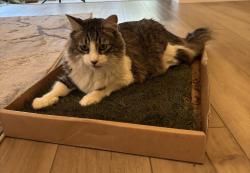 Reunited Male Cat last seen NW 94 Av and W. Oakland Park Blvd - Welleby, Sunrise, FL 33351
