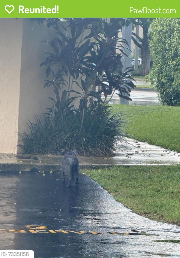 Reunited Male Dog last seen In Courtyards in the Crossings, Miami, FL 33186