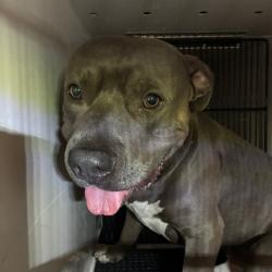 Shelter Stray Male Dog last seen , 361 S Raymond Ave, Pasadena, CA 91105, USA