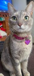 Reunited Female Cat last seen Near S Bristol St, Santa Ana, CA 92704, USA, Santa Ana, CA 92704