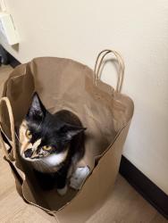 Lost Female Cat last seen Highland Rd, Brookline, MA 02445