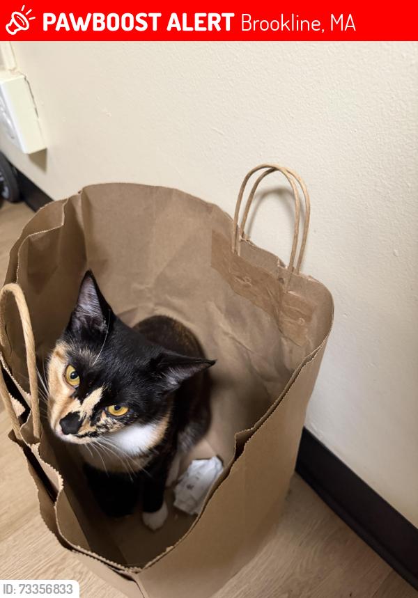 Lost Female Cat last seen Highland Rd, Brookline, MA 02445