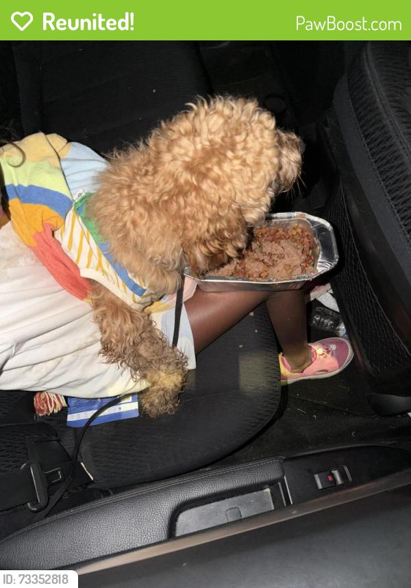 Reunited Male Dog last seen Near, Morton, PA 19070