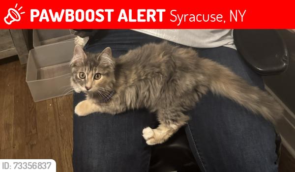Lost Female Cat last seen Onondaga Ave, Syracuse, NY 13207