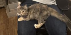 Lost Female Cat last seen Onondaga Ave, Syracuse, NY 13207