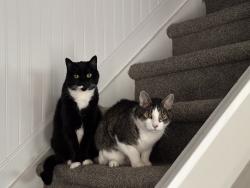 Lost Male Cat last seen S Field St and S Estes st, Denver, CO 80227
