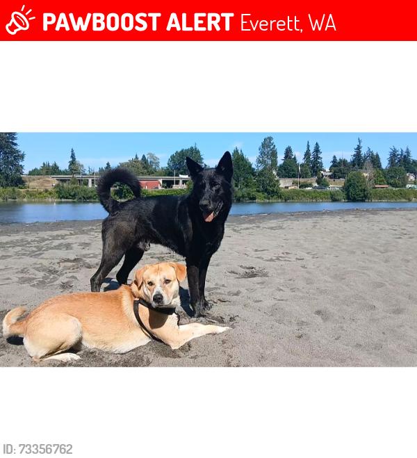 Lost Male Dog last seen Bank of America, Everett, WA 98201