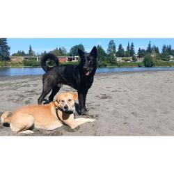 Lost Male Dog last seen Bank of America, Everett, WA 98201