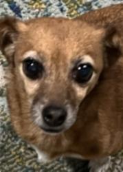 Reunited Female Dog last seen Trinity neighborhood Lake Lizzie, St. Cloud, FL 34771