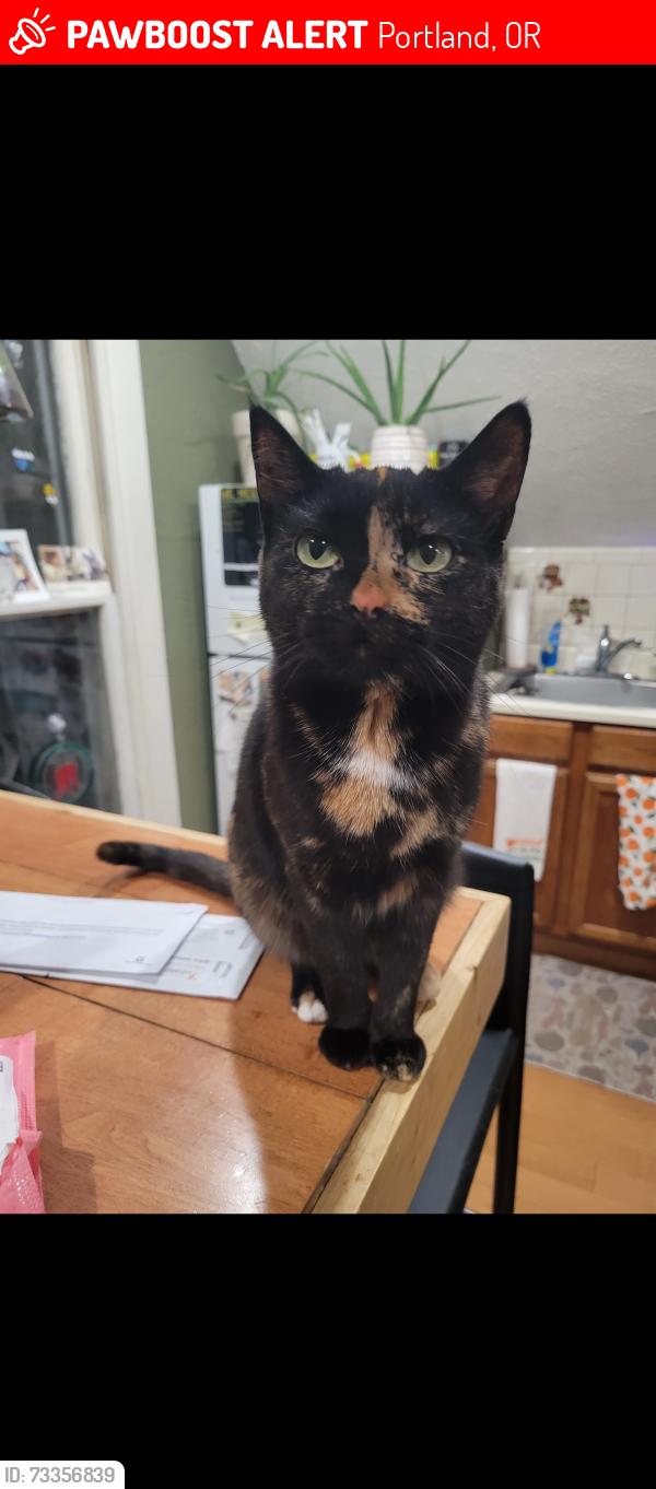 Lost Female Cat last seen 77th and Skidmore, Portland, OR 97218