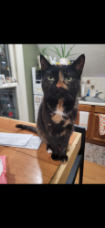 Lost Female Cat last seen 77th and Skidmore, Portland, OR 97218