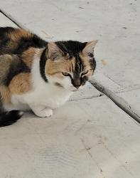 Lost Female Cat last seen Sand key Ln, Wesley Chapel, FL 33545