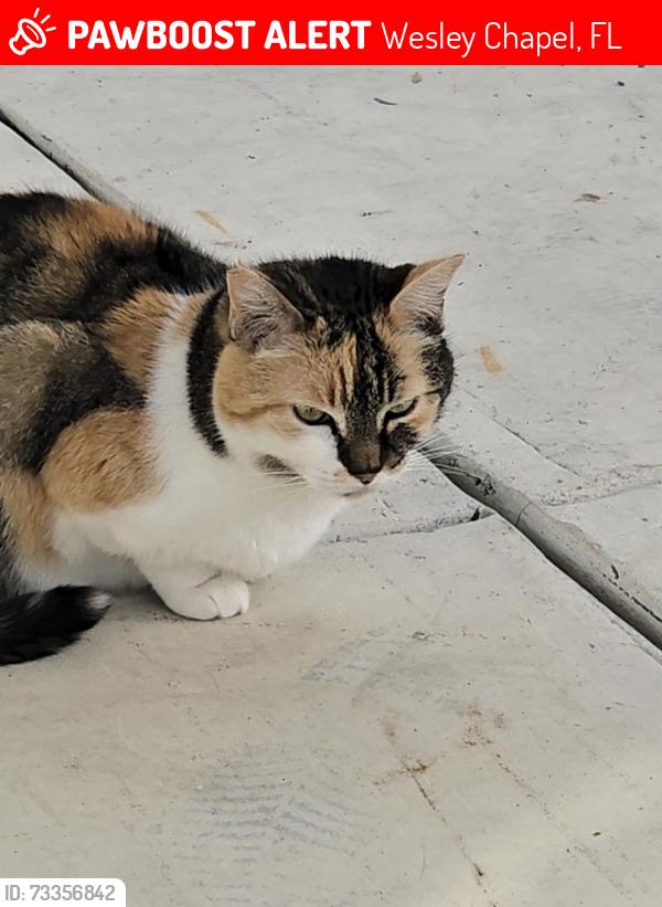Lost Female Cat last seen Sand key Ln, Wesley Chapel, FL 33545
