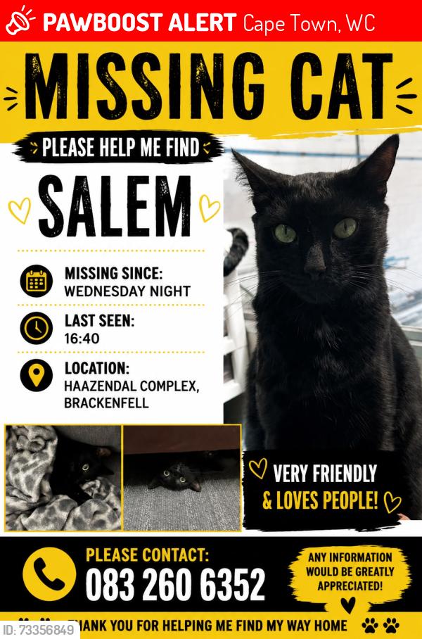 Lost Male Cat last seen Haazendal Complex, Ronelle street Brackenfell, Cape Town, WC 7560