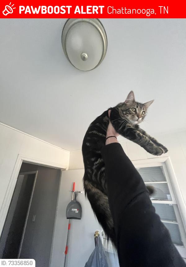 Lost Male Cat last seen Mcbrien rd, Chattanooga, TN 37412