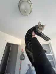 Lost Male Cat last seen Mcbrien rd, Chattanooga, TN 37412
