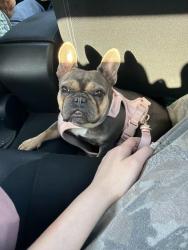 Reunited Female Dog last seen Near Woodland Ln, Garden Grove, CA 92840, USA, Garden Grove, CA 92840