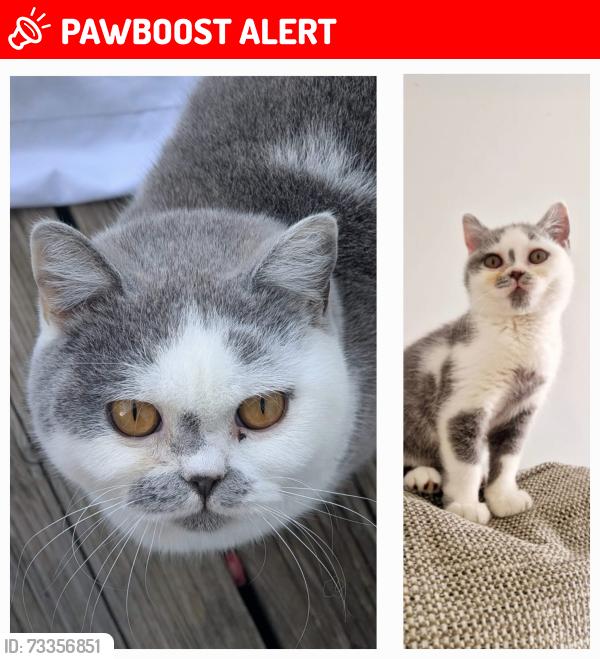 Lost Female Cat last seen Capel Farm est/ Lon Crecrist/ Lon Y Bryn, Trearddur Bay, Wales 