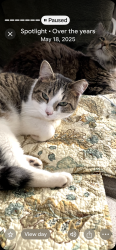 Lost Male Cat last seen Lullwater Hightower, Lexington, KY 40517
