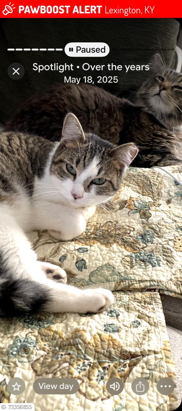 Lost Male Cat last seen Lullwater Hightower, Lexington, KY 40517