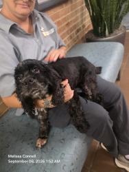 Found/Stray Female Dog last seen Cumberland ave, Knoxville, TN 37916