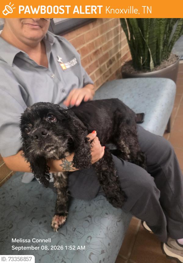 Found/Stray Female Dog last seen Cumberland ave, Knoxville, TN 37916