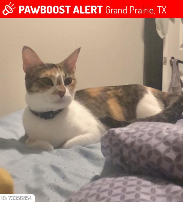 Lost Female Cat last seen Silverbrook Apartment Homes, Grand Prairie, TX 76014