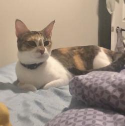 Lost Female Cat last seen Silverbrook Apartment Homes, Grand Prairie, TX 76014