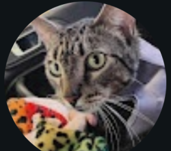 Lost Male Cat last seen By movies, car wash and Walmart, Huntsville, TX 77340