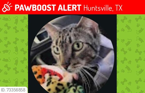 Lost Male Cat last seen By movies, car wash and Walmart, Huntsville, TX 77340