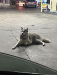 Found/Stray Unknown Dog last seen Alondra and Atlantic at the Arco, Compton, CA 90221