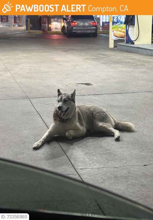 Found/Stray Unknown Dog last seen Alondra and Atlantic at the Arco, Compton, CA 90221