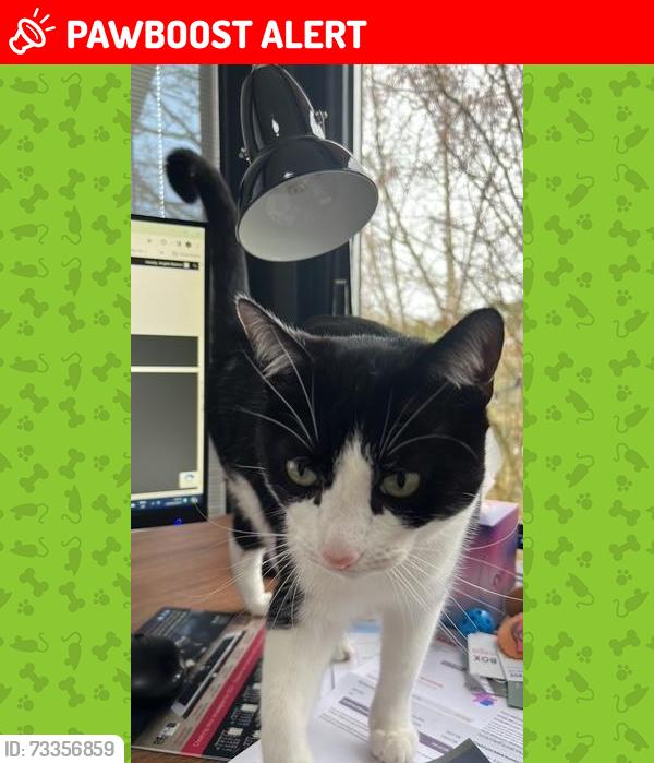 Lost Female Cat last seen A47, Kirby Muxloe, England LE9 2HH