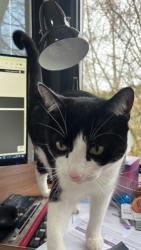 Lost Female Cat last seen A47, Kirby Muxloe, England LE9 2HH
