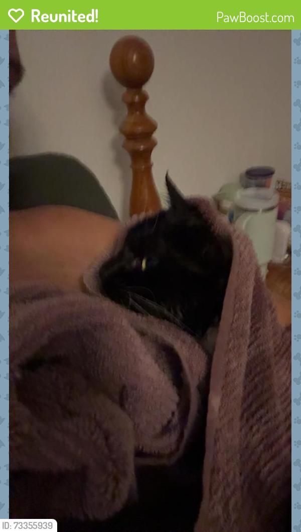 Reunited Male Cat last seen N Spring Garden Ave, DeLand, FL 32720