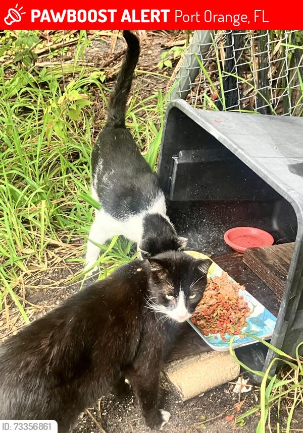 Lost Male Cat last seen Near US 1 and Herbert, Port Orange, FL 32129