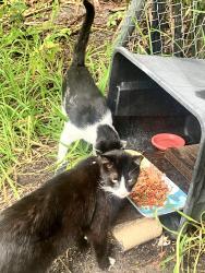 Lost Male Cat last seen Near US 1 and Herbert, Port Orange, FL 32129