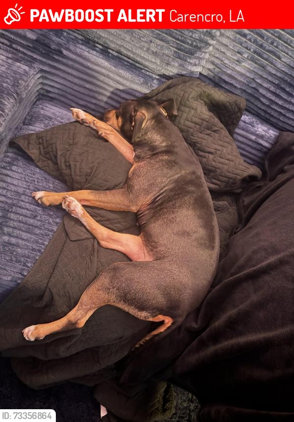 Lost Female Dog last seen Carencro middle school, Carencro, LA 70520