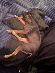 Lost Female Dog last seen Carencro middle school, Carencro, LA 70520