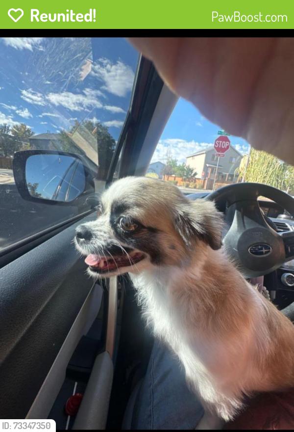 Reunited Female Dog last seen Holly and 123rd Ave, Brighton, CO 80602