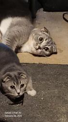 Lost Female Cat last seen Hulsy town Rd, Dallas, GA 30157