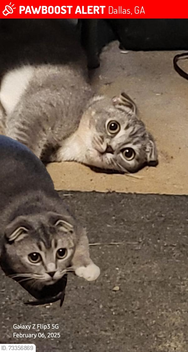 Lost Female Cat last seen Hulsy town Rd, Dallas, GA 30157