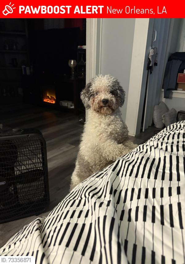 Lost Male Dog last seen Mazant and N villere, New Orleans, LA 70117